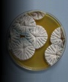 Mold colonies